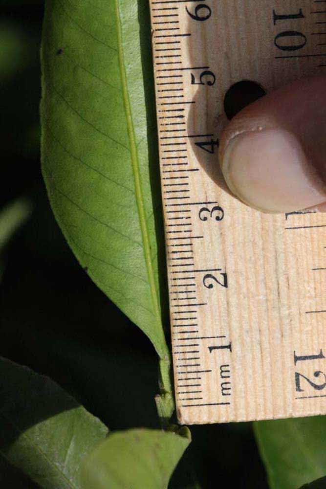              Petiole (Kinokuni, Riverside, CA)       